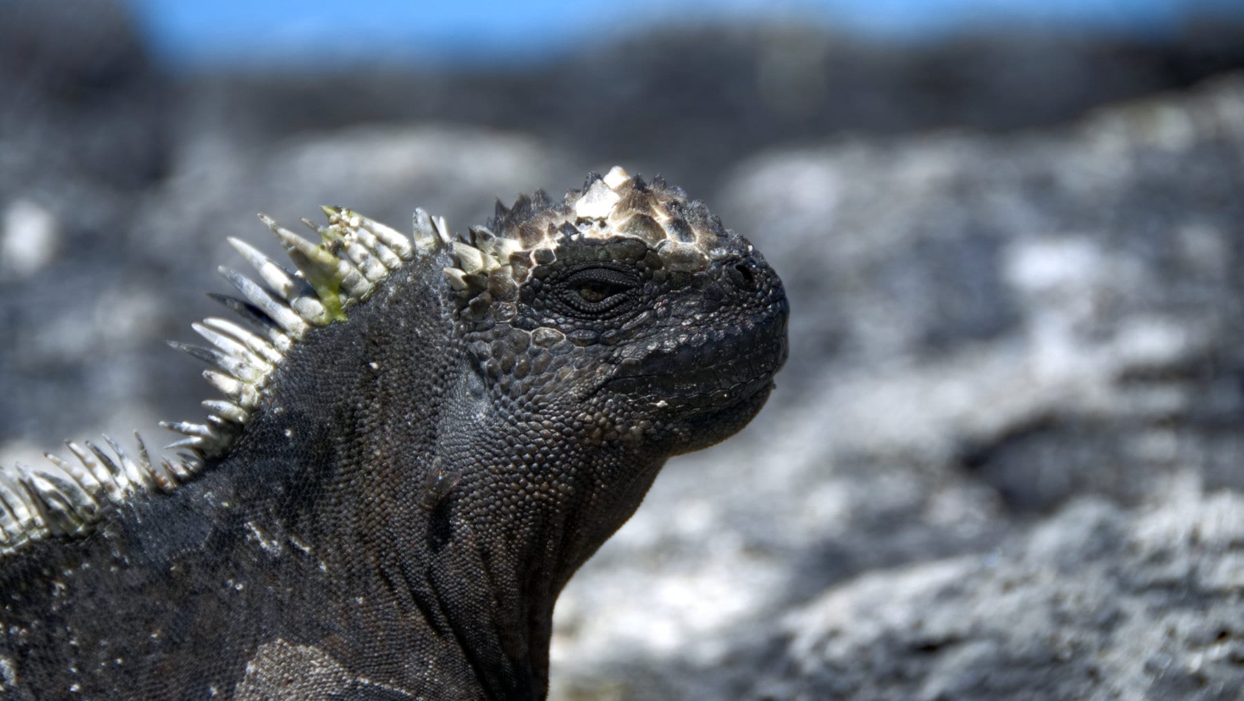 Aves Travels | Galápagos Travelogue | Galapagos best time to visit